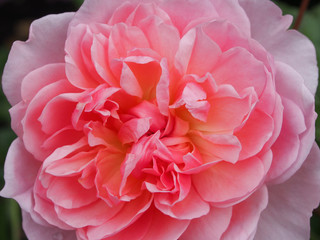 pink rose close up