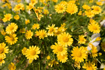 yellow daisy flowers meadow field in garden, bright day light. beautiful natural blooming daisies in spring summer.