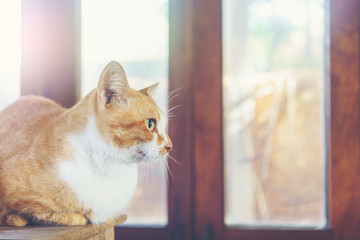 Domestic cat sitting on the table