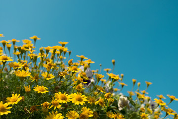 yellow daisy flowers meadow field with clear blue sky, bright day light. beautiful natural blooming daisies in spring summer. horizontal, copy space