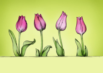 Vier Tulpen in Pink