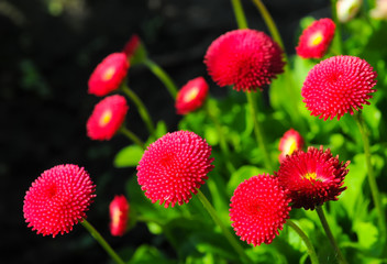 Group of bright red daisy flowers on flowerbed at springtime