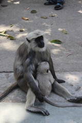 nature beauty animals flowers plants