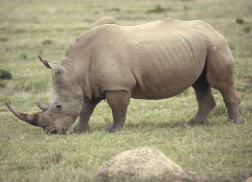 Südafrika: Nashorn im Wildschutz-Reservat Shamwari Game Reserve