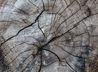 The wood surface, wood texture for background.