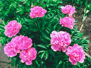 Bush beautiful large pink flowers peonies. The natural background.Paeonia