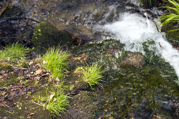 早春の里山　雪解けの水