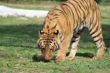 nature beauty animals flowers plants