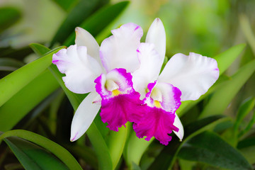 White cattleya orchid flower - obrazy, fototapety, plakaty