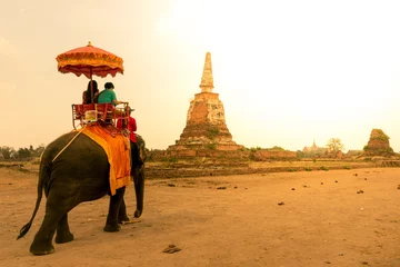 Foto op Plexiglas Elephant tour in Ayutthaya, Thailand. © newroadboy