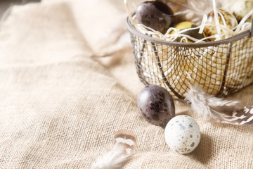 Fototapeta na wymiar Multi-colored Easter egg. Quail eggs with feathers in basket. Dark background. Spring holiday.