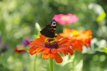 Bright butterfly on a flower