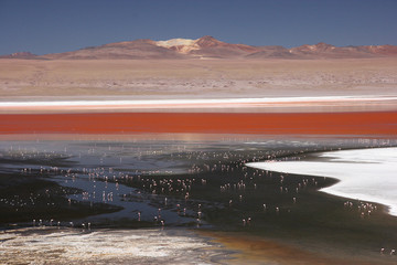 Flamingos at the colourful Laguna Colorada on the Altiplano high plateau, Bolivia