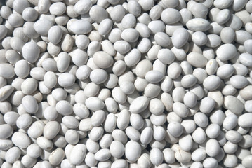  haricot beans for Background  texture.