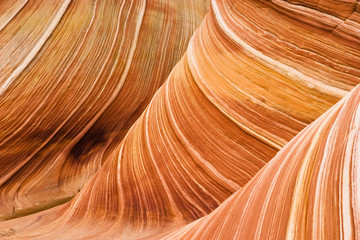 The wave