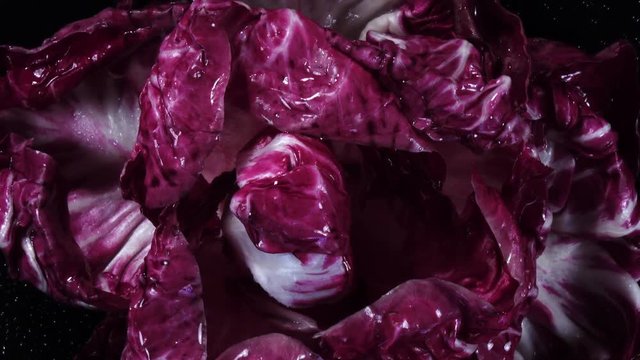 Top view of wet red salad radicchio head close up, rotating clockwise on black background. Flat lay herb image with amazing texture in 4k, 3840x2160, clip. Sprinkling of fresh vegetable for diet meal