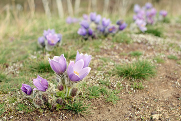 Violet spring easter Pasque flowers (Pulsatilla patens)