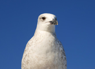 One seagull close up