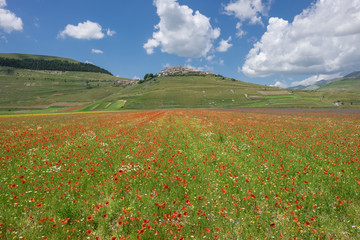 The Flowering of Lentils 2016 Castelluccio di Norcia in the Sibillini Park