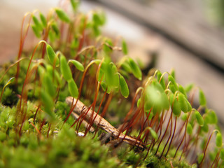 Mousse sur vieux tronc de mélèze