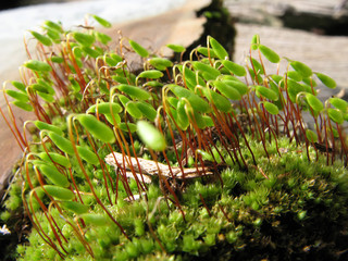 Mousse sur vieux tronc de mélèze