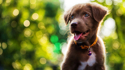 Happy puppy with bokeh background