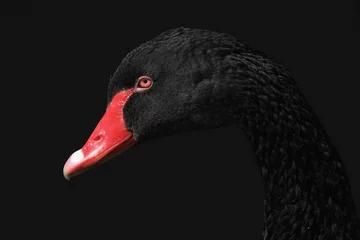 Foto op Plexiglas Zwaan Portret van een zwarte zwaan op zwart
