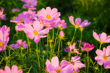 Pinks Cosmos Flowers garden background
