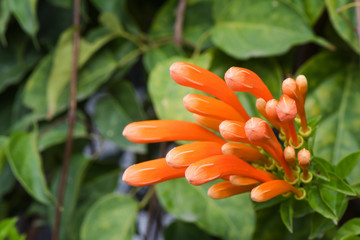 Trumpet flower or flame flower, Fire-cracker vine at garden
