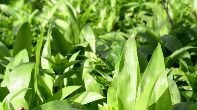 Wild garlic in springtime in the nature close up footage