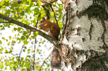 Squirrel sits on birch tree in profile. Moscow, Russia.

