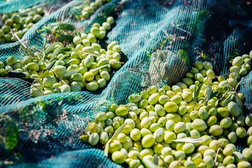 Olives harvest
