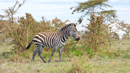 Burchell’s Zebras in profile against savanna bush background. Serengeti National Park, Tanzania, Africa. 
