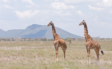 Two Giraffes stand in profile in savanna against distant view on mountain. Serengeti National Park, Great Rift Valley, Tanzania, Africa.   © shujaa_777