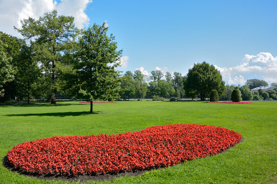 Curtin red flowers among the green lawn