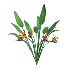 3D Rendering Strelitzia on White