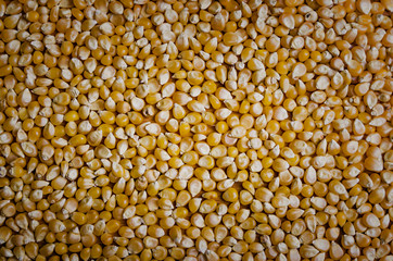 Corn seed background