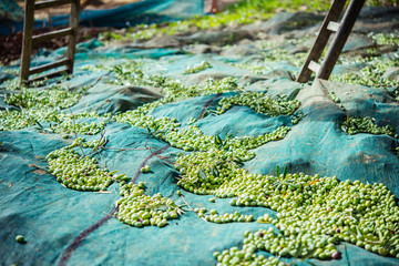 Olives harvest