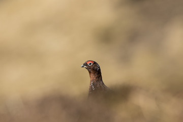 red grouse
