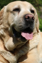 cute yellow Labrador 