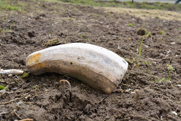 Obraz premium Огород