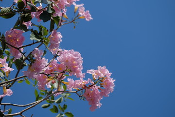 Tabebuia rosea is a Pink Flower tree. Pink trumpet tree with blue sky. Pink flowers with blue sky