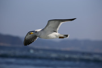 Obraz premium かもめ