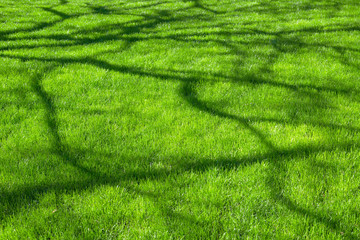 Shadows of branches on beautiful thick fresh spring grass on sunny day