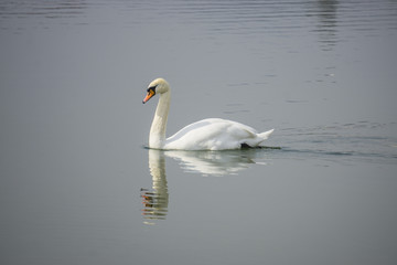 Fototapeta na wymiar White swan swims in the lake water