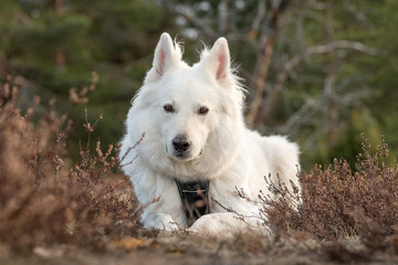 White swiss shepherd