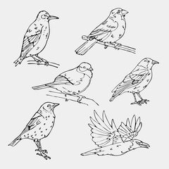 Fototapeta premium Birds engraved style. Stamp, seal. Simple sketch.