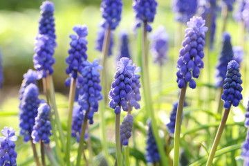 muscari