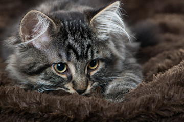 Getigertes Kätzchen