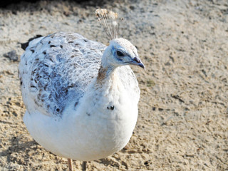 White peacock female. Close-up portrait